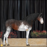 Horse Color:White Spotted Brown 