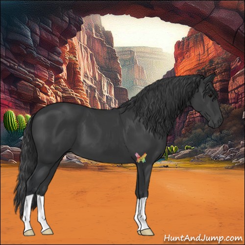 Horse Color:Black 