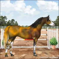 Horse Color:Brown Splash