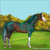 Horse Color:Liver Chestnut Splash 