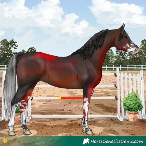 Horse Color:Brown Splash