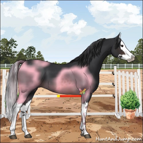Horse Color:Brown Splash
