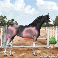 Horse Color:Brown Splash