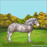 Horse Color:White Spotted Silver Amber Champagne Splash