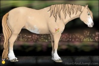 Horse Color:Gold Champagne Sabino 
