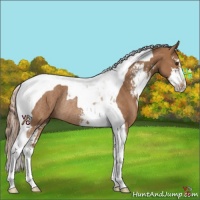 Horse Color:Chestnut Sabino Tobiano Rabicano