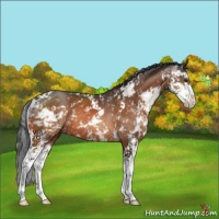 Horse Color:Brown Sabino