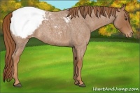 Horse Color:Red Roan Snowcap 