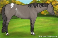 Horse Color:Grullo Appaloosa Rabicano