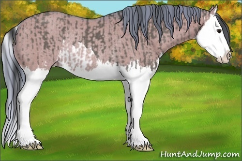Horse Color:Grullo Splash and Watercolor Grullo Splash Rabicano