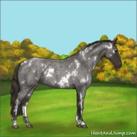 Horse Color:White Spotted Smoky Blue Roan 