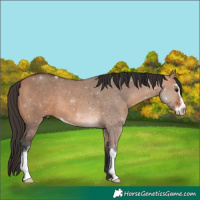Horse Color:Bay Dun Sabino 