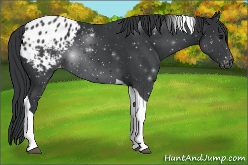 Horse Color:Black Tobiano Appaloosa 