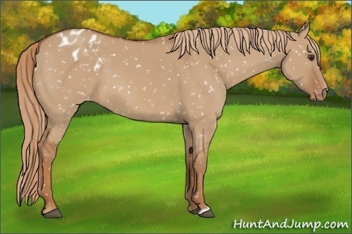 Horse Color:Red Dun Appaloosa 