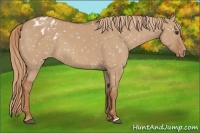 Horse Color:Red Dun Appaloosa 