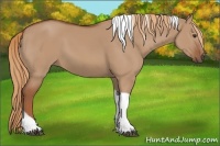 Horse Color:Red Dun Tobiano