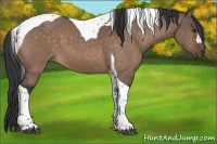 Horse Color:Brown Dun Tobiano 