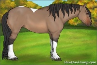 Horse Color:Bay Dun Tobiano 