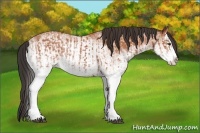 Horse Color:White Spotted Bay Splash  and White Spotted Bay Splash 