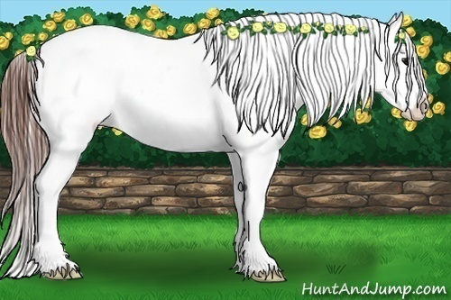 Horse Color:Bay Splash Appaloosa 