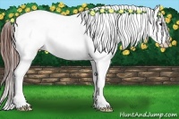 Horse Color:Bay Splash Appaloosa 