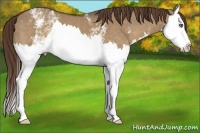 Horse Color:White Spotted Liver Red Dun Splash 
