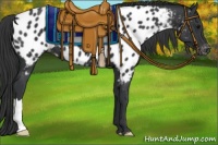 Horse Color:Black Appaloosa
