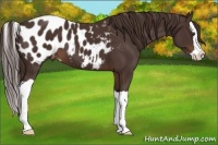 Horse Color:Liver Chestnut Splash Appaloosa 