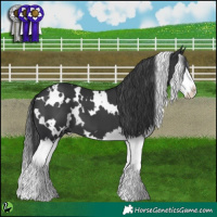 Horse Color:White Spotted Black Splash