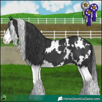 Horse Color:White Spotted Black Splash 