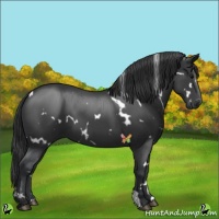 Horse Color:White Spotted Black 