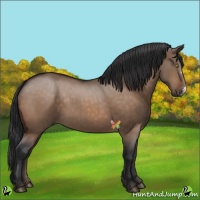 Horse Color:Brown Dun 