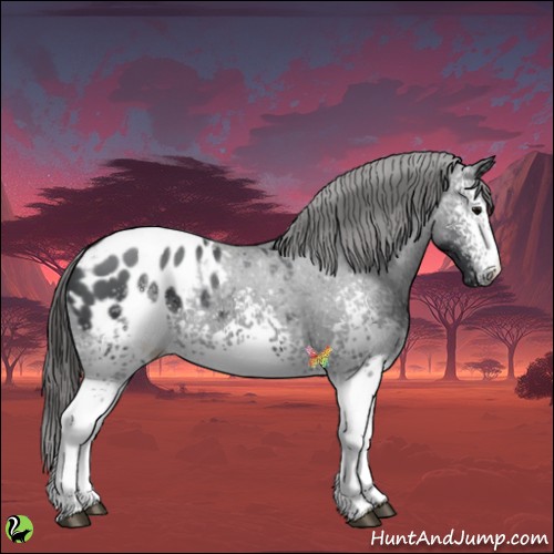 Horse Color:White Spotted Black Blanket