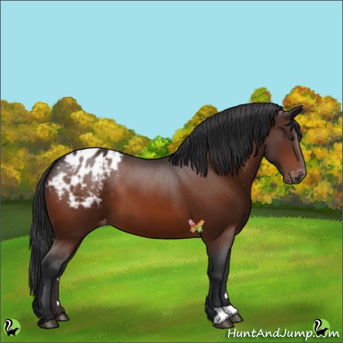 Horse Color:Brown Appaloosa