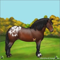 Horse Color:Brown Appaloosa