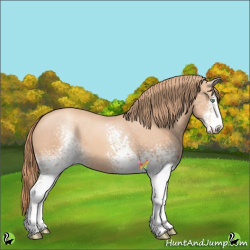 Horse Color:White Spotted Gold Champagne