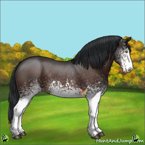 Horse Color:White Spotted Brown 