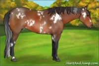 Horse Color:White Spotted Brown
