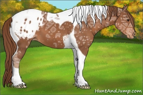 Horse Color:Chestnut Ice Sabino Tobiano Appaloosa 