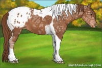 Horse Color:Chestnut Ice Sabino Tobiano Varnish 