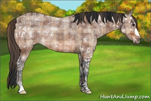 Horse Color:Plaid  Brown Ice Rabicano 