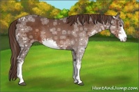 Horse Color:Liver Chestnut Ice Sabino Rabicano 