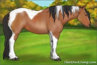 Horse Color:Bay Tobiano 