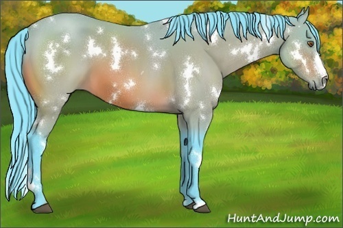 Horse Color:Watercolor White Spotted Bay
