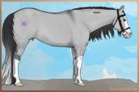 Horse Color:Grullo Chinchilla Splash