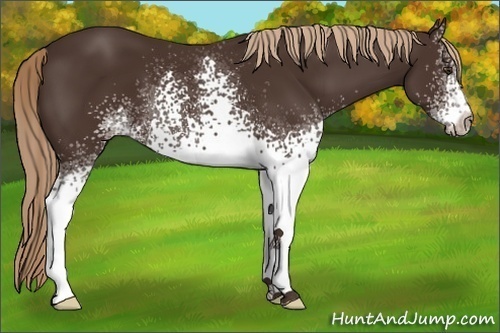Horse Color:White Spotted Liver Chestnut 