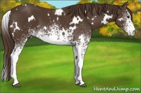 Horse Color:White Spotted Liver Chestnut 