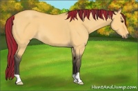 Horse Color:Painted Buckskin Dun 