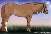 Horse Color:Chestnut Rabicano 