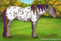 Horse Color:Painted Liver Chestnut Ice Appaloosa 